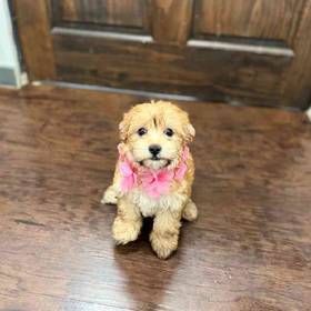 Morkie