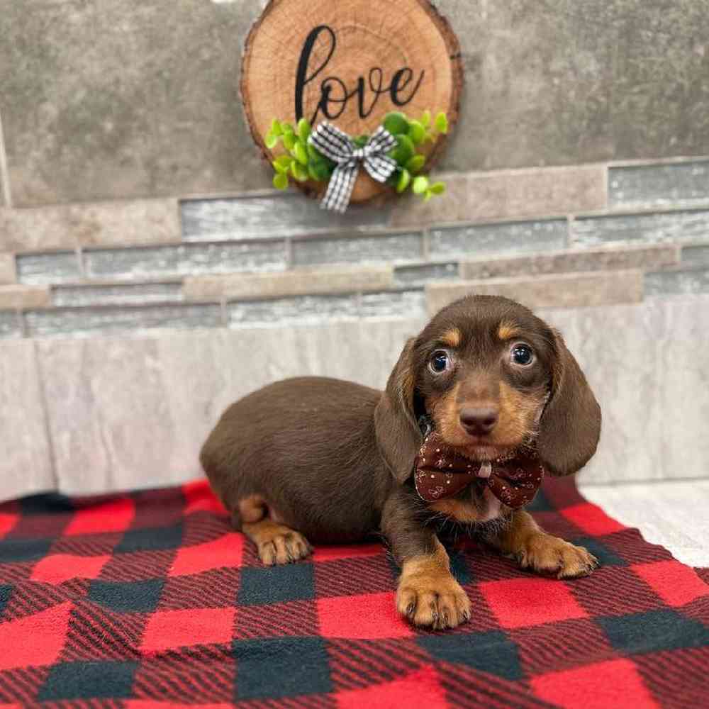 Image of a pet breed in the gallery