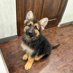 German Shepherd