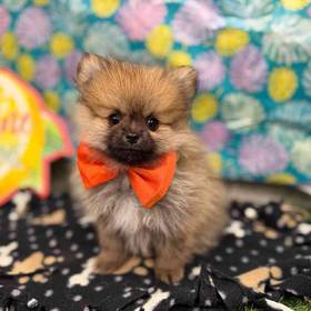 Pomeranian