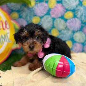 Yorkie