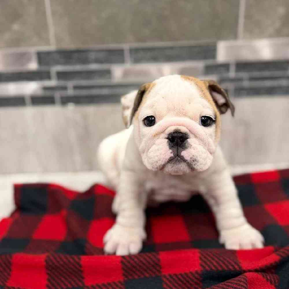Image of a pet breed in the gallery