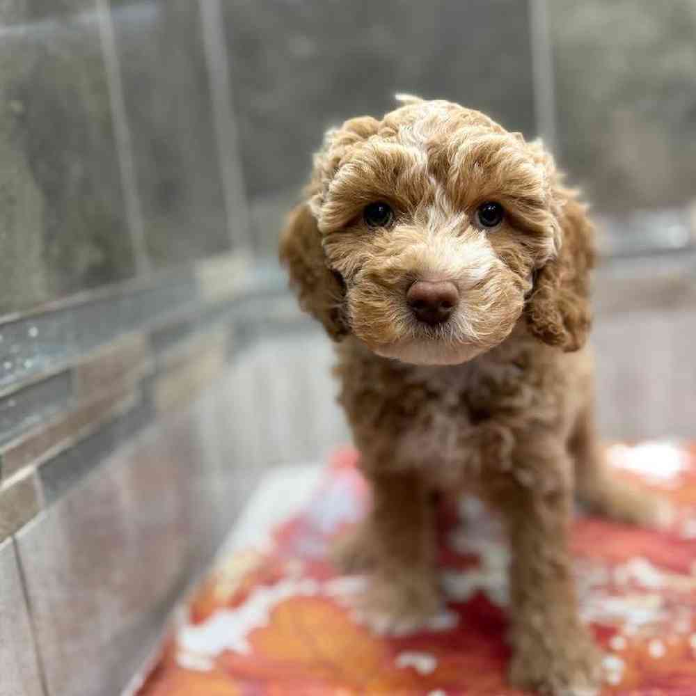 Image of a pet breed in the gallery