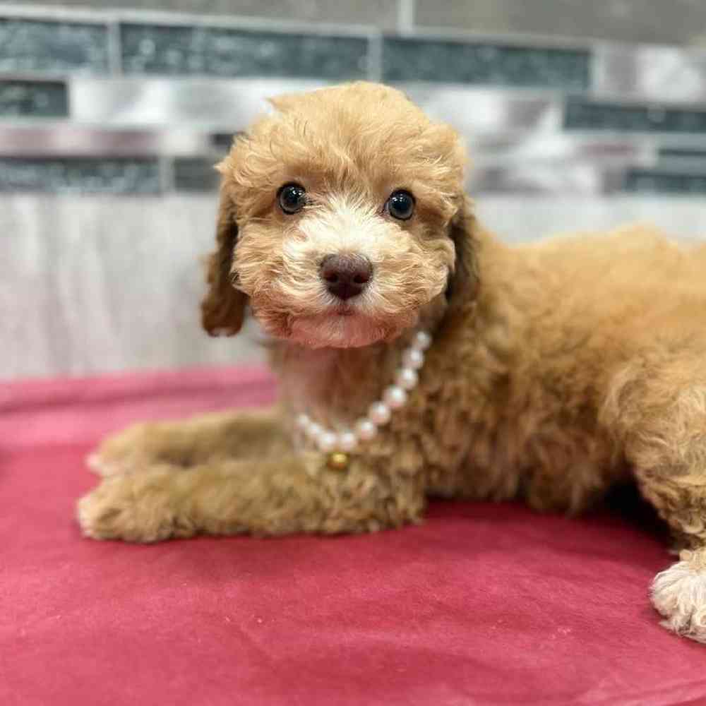 Image of a pet breed in the gallery