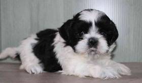 Shih Tzu