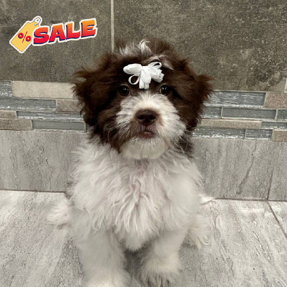 Female Shipoo Puppy for Sale in New Haven, CT