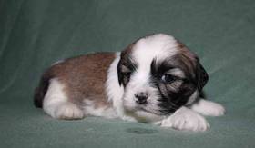 Lhasa Apso