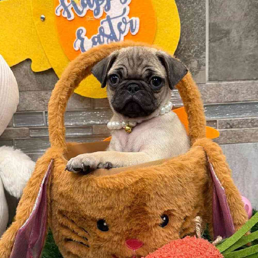 Image of a pet breed in the gallery