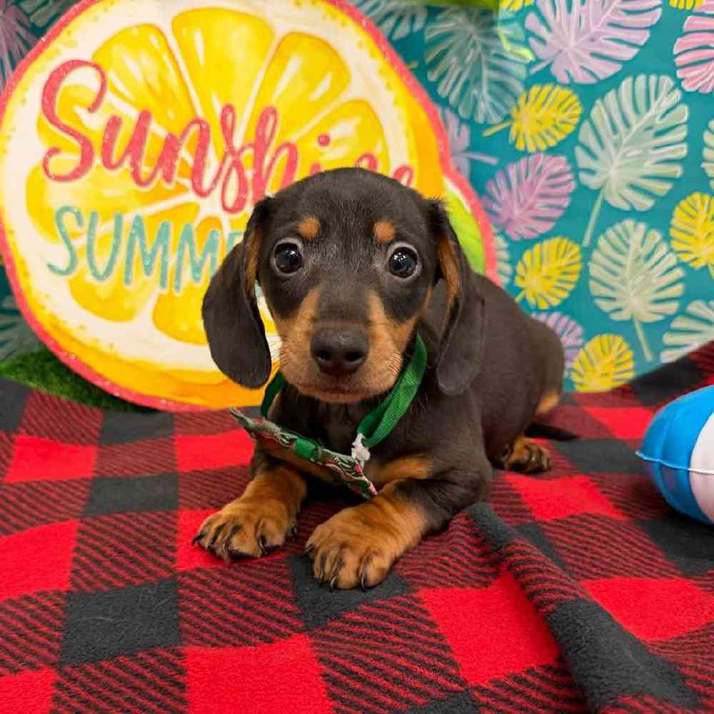 Male Dachshund Puppy for Sale in New Haven, CT