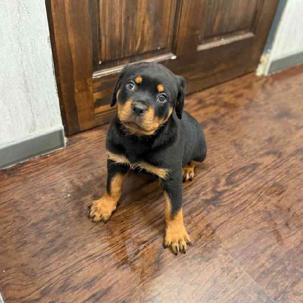 Female Rottweiler Puppy for Sale in New Haven, CT