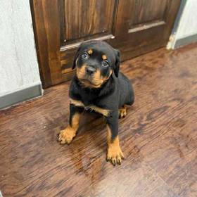 Rottweiler