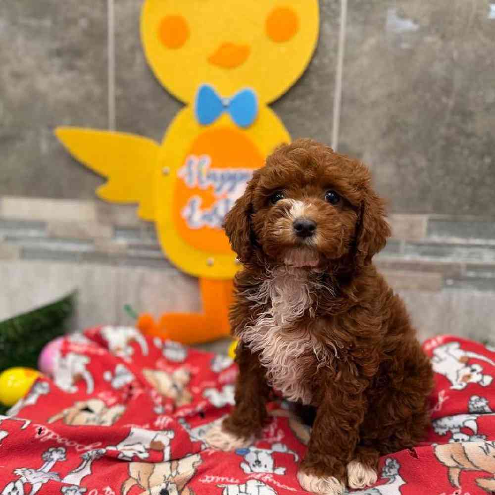 Image of a pet breed in the gallery