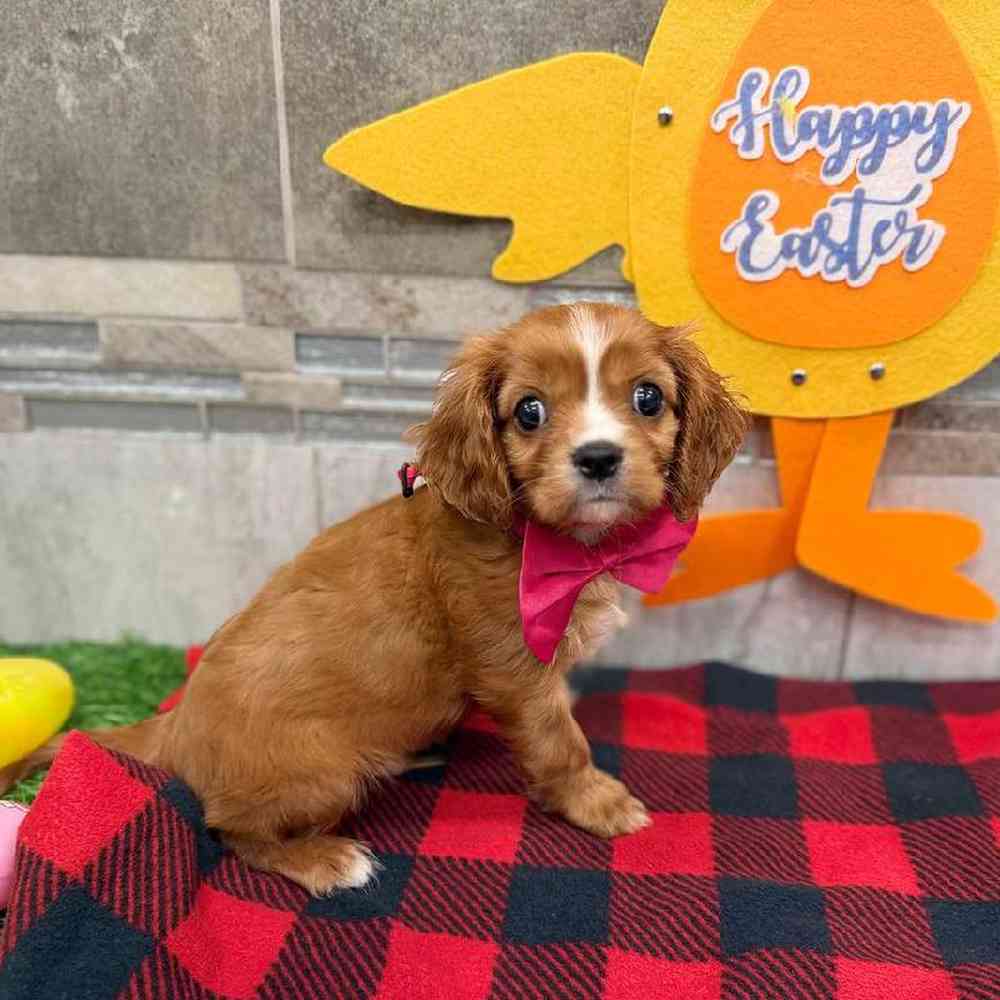 Male Cavalier King Charles Spaniel Puppy for Sale in New Haven, CT