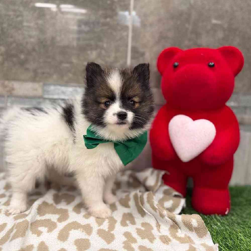 Image of a pet breed in the gallery