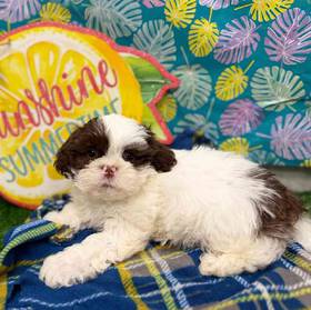 Shih Tzu