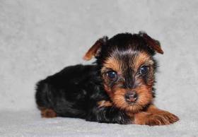 Yorkie