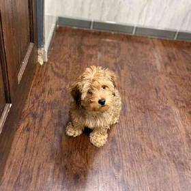 Yorkie-Poo