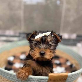 Yorkie