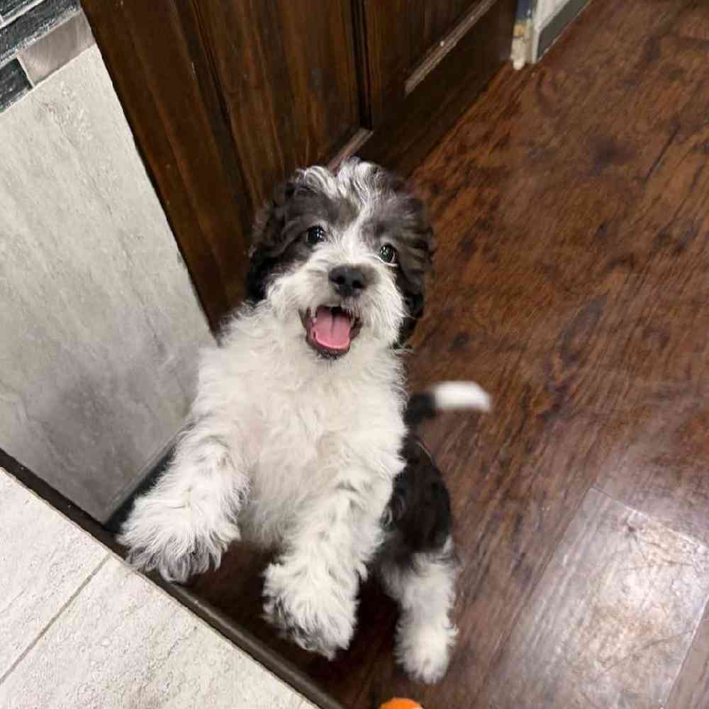 Image of a pet breed in the gallery