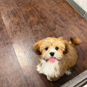 Lhasa Apso