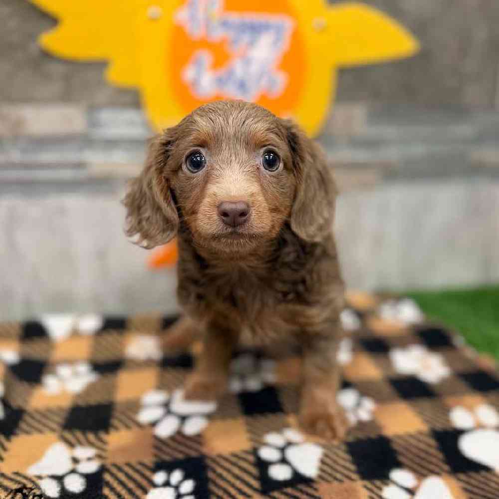 Image of a pet breed in the gallery