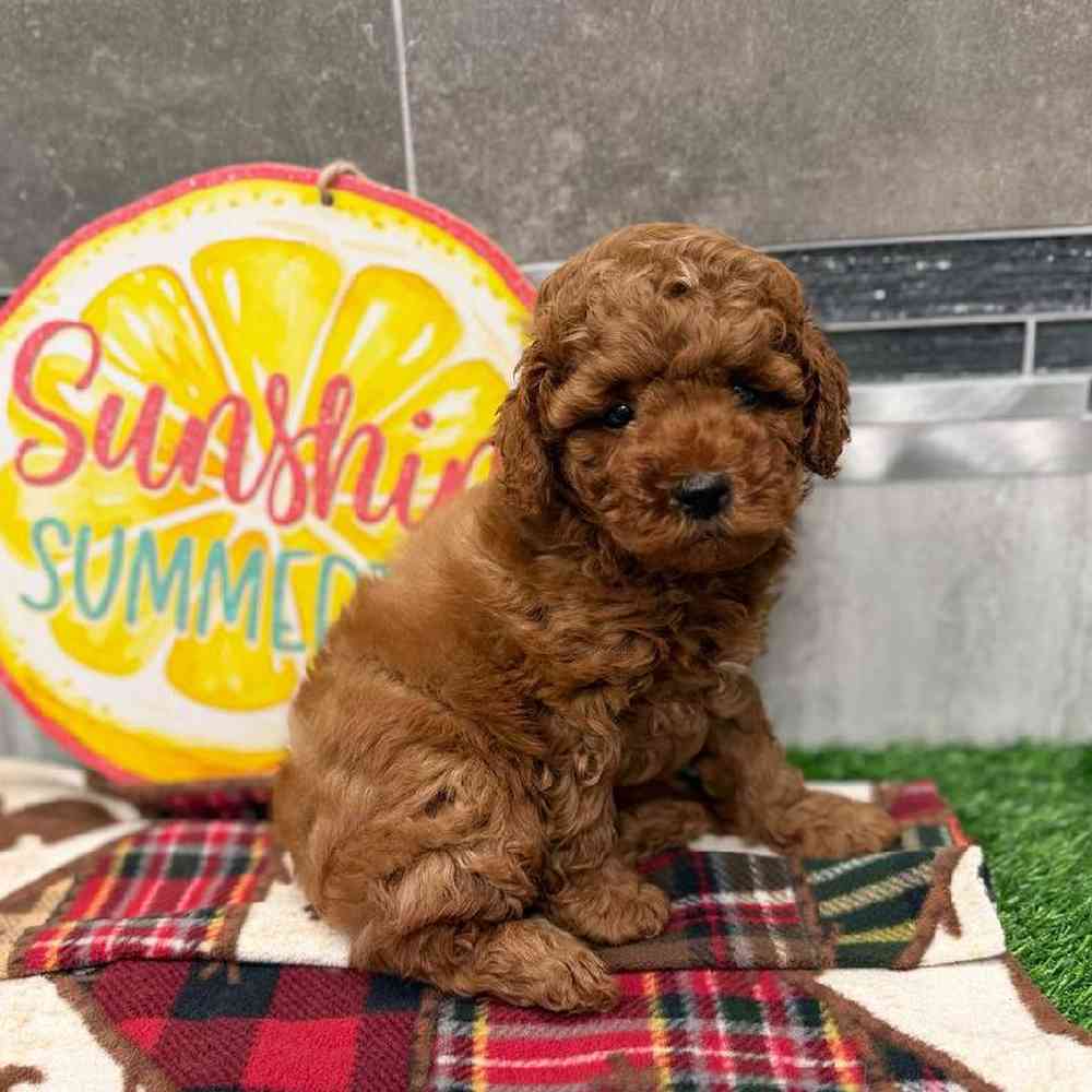 Image of a pet breed in the gallery