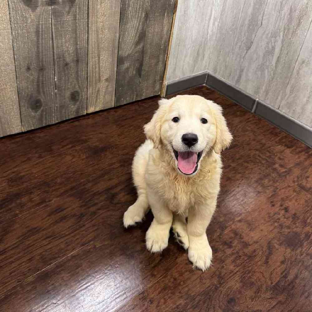 Image of a pet breed in the gallery
