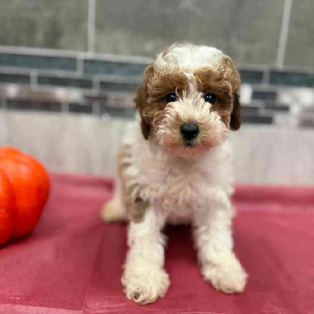 Image of a pet breed in the gallery