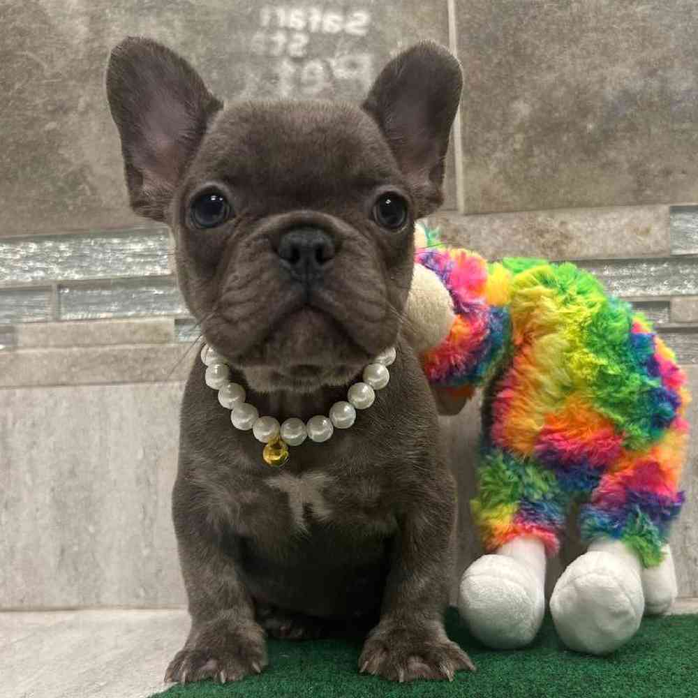 Image of a pet breed in the gallery