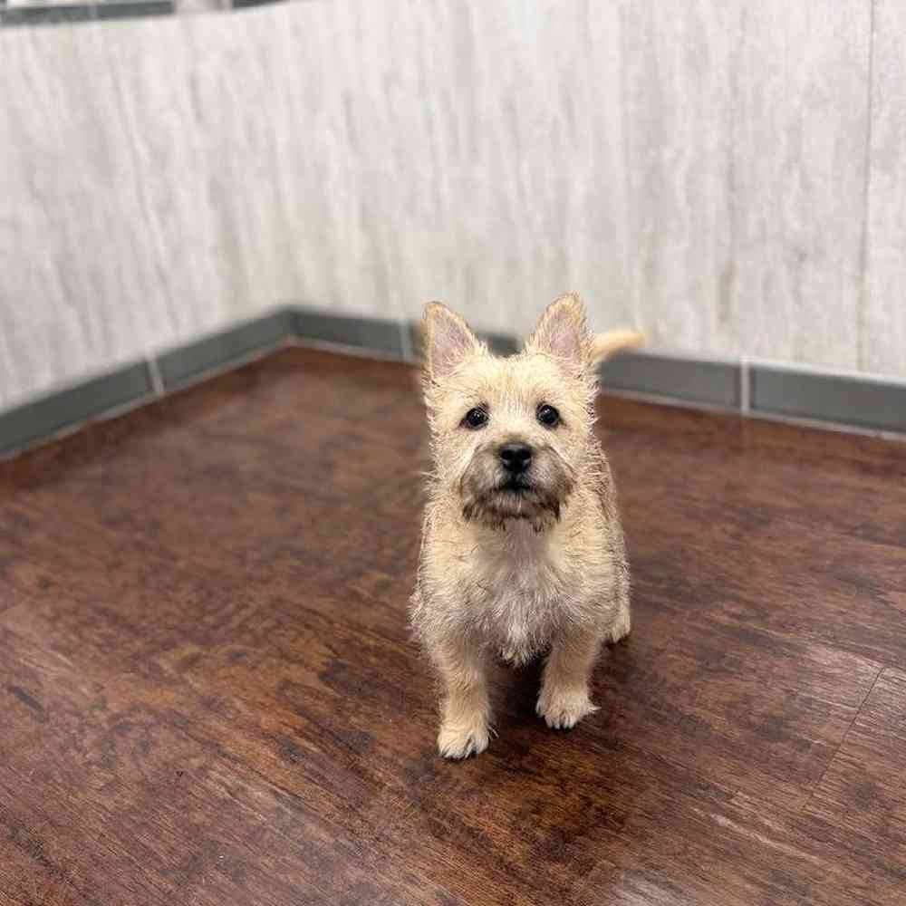 Female Cairn Terrier Puppy for Sale in New Haven, CT
