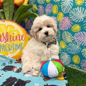 Coton De Tulear
