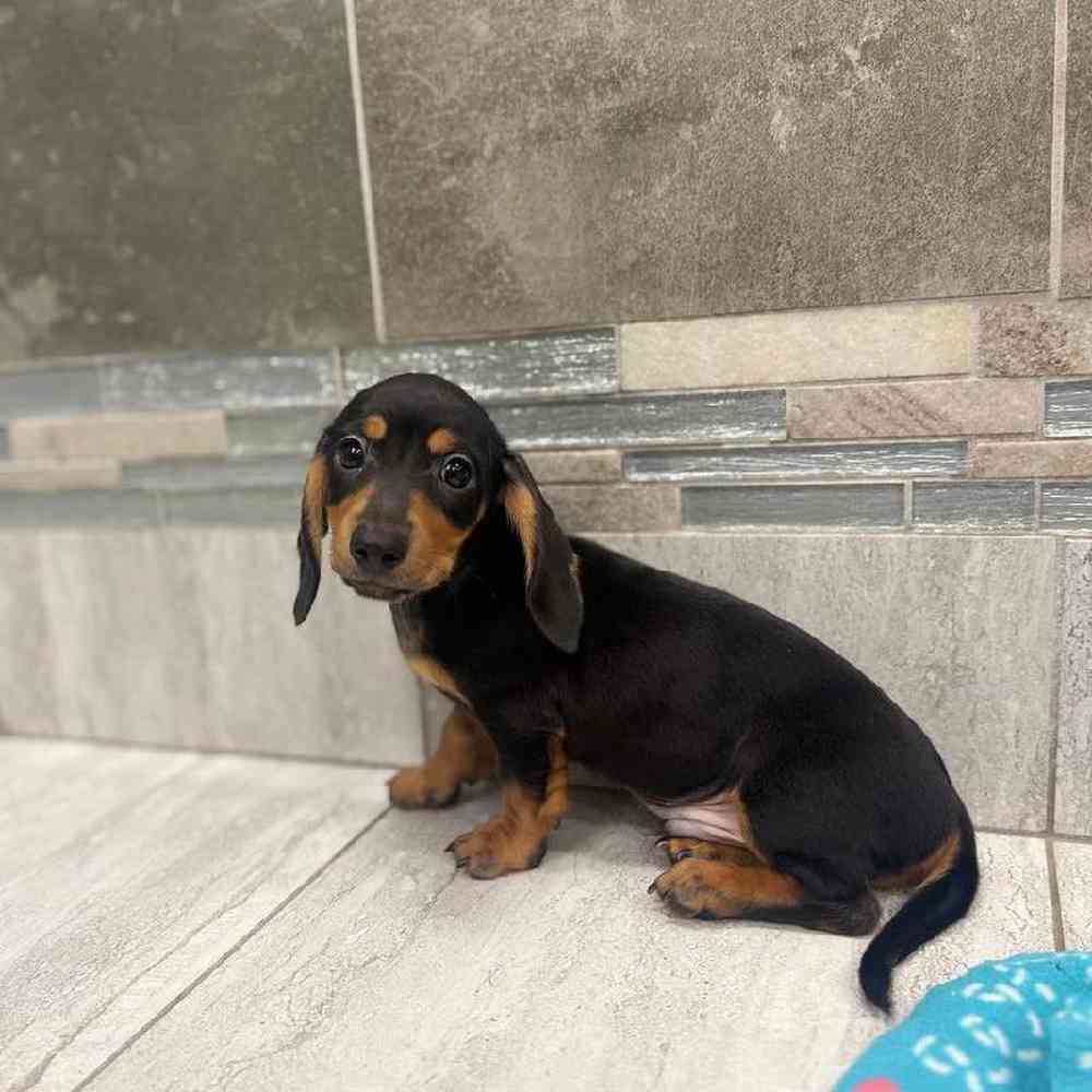Image of a pet breed in the gallery