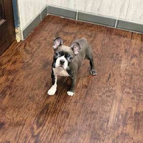Boston Terrier
