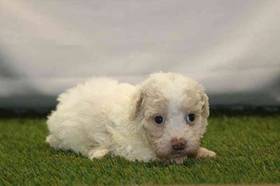 Mini Poodle
