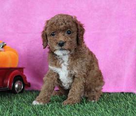 Mini Poodle