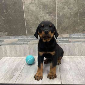 Rottweiler