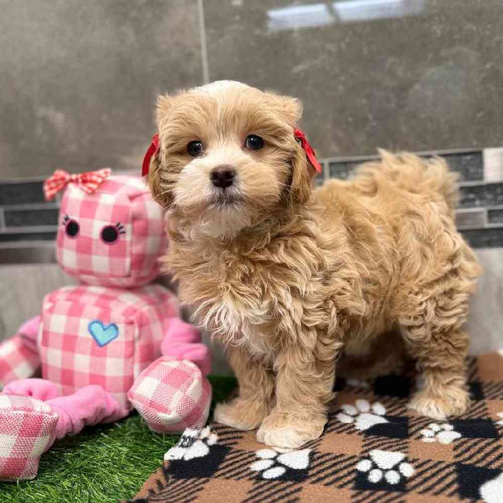 Female Maltipoo Puppy for Sale in New Haven, CT