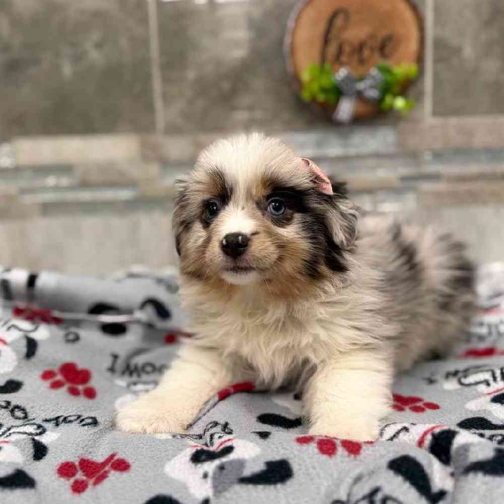 Image of a pet breed in the gallery