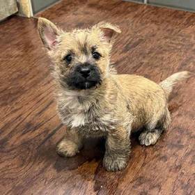 Cairn Terrier
