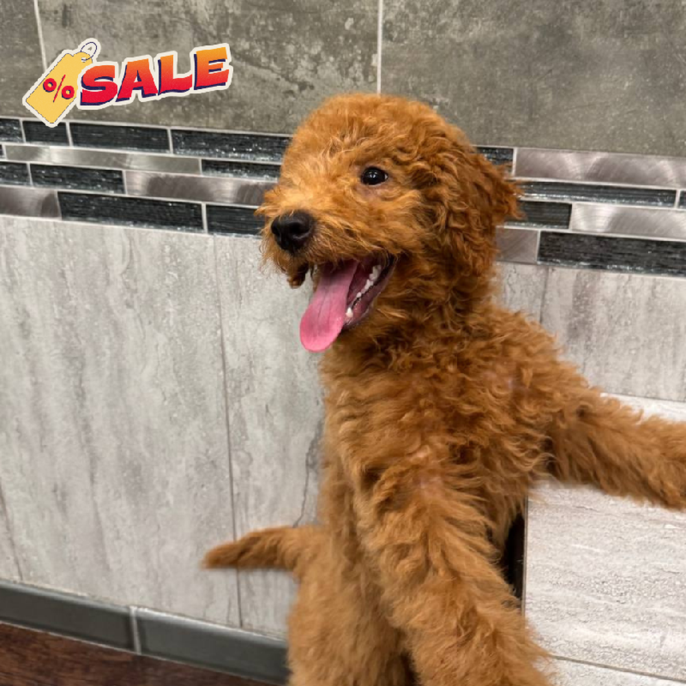 Male Mini Goldendoodle 2nd Gen Puppy for Sale in New Haven, CT