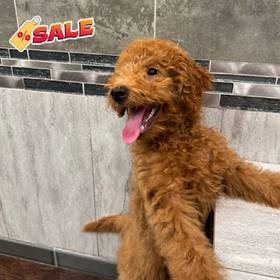Mini Goldendoodle 2nd Gen
