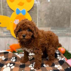 Mini Poodle