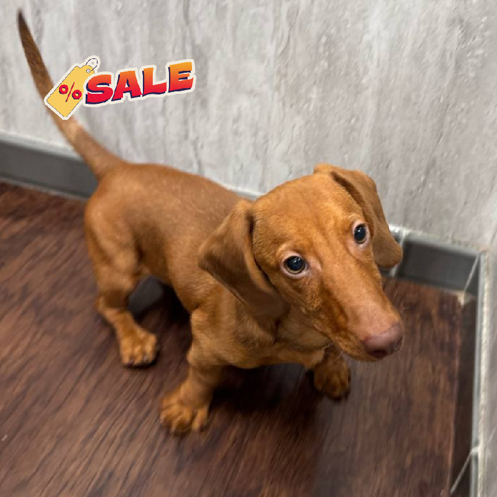 Image of a pet breed in the gallery