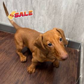 Dachshund