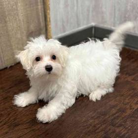 Maltese