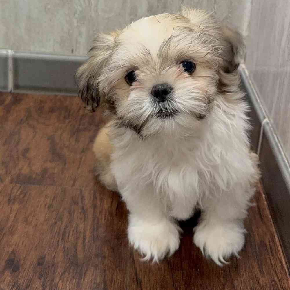 Image of a pet breed in the gallery