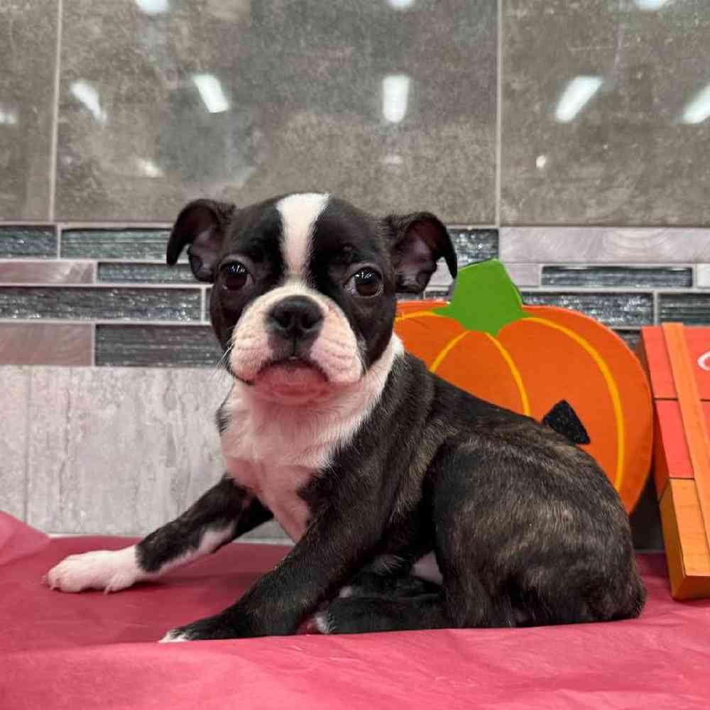 Image of a pet breed in the gallery