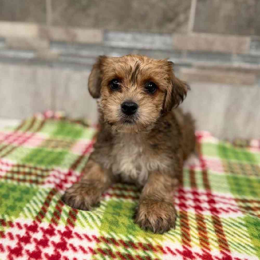 Male Yochon Puppy for Sale in New Haven, CT