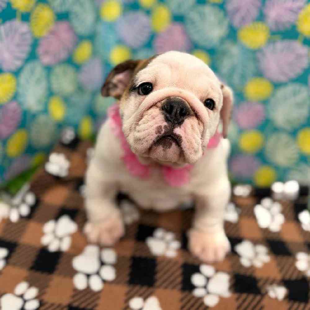 Female English Bulldog Puppy for Sale in New Haven, CT