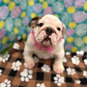 English Bulldog